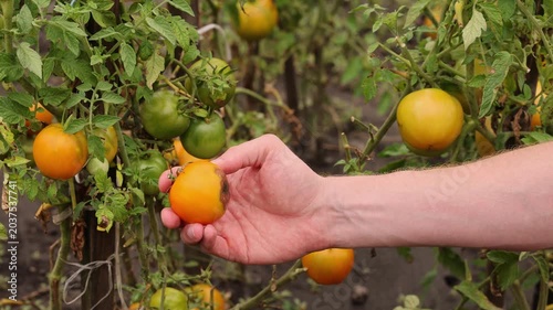 4K Diseases of tomatoes. A man picks a tomato with brown spot. 