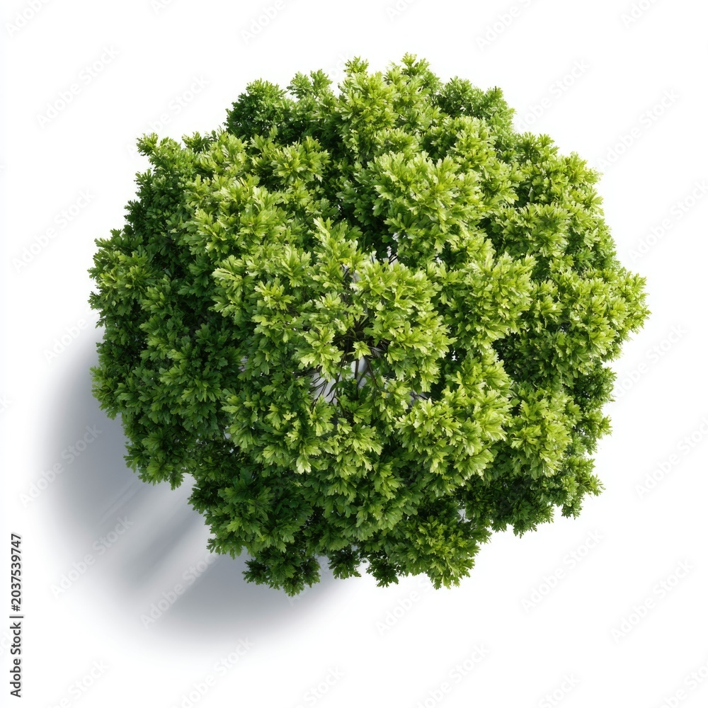 Obraz premium A top-down view of a vibrant, round green bush casting a soft shadow on a white background.