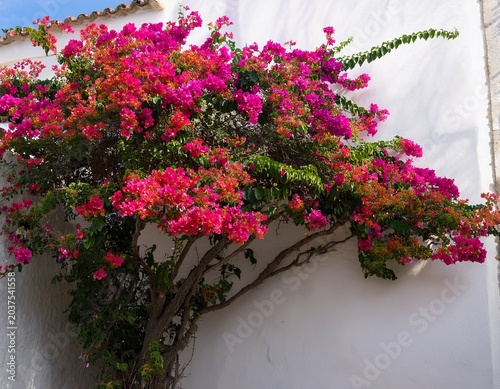 bougainvillea flowers bloom on a tree against a white wall in a garden during daylight hours