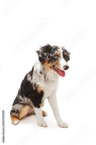 Australian shepherd dog sitting on white background