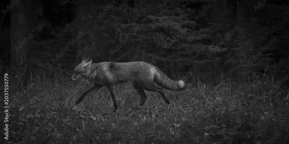 Naklejka premium Alert gray fox in full motion within a monochrome forest atmosphere