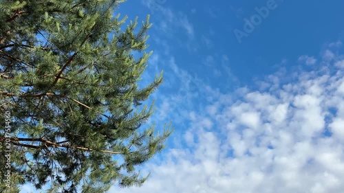 Pine tree branches against blue sky with white clouds.