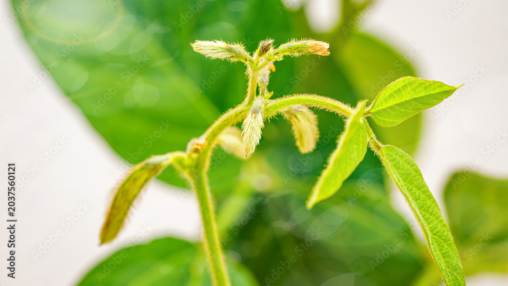 Obraz premium New plant growth is shown with green leaves and tender stems in bright daylight