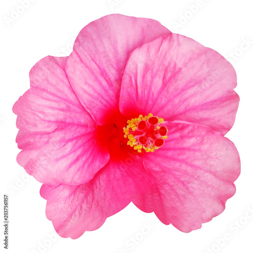 pink hibiscus flower isolated on white background