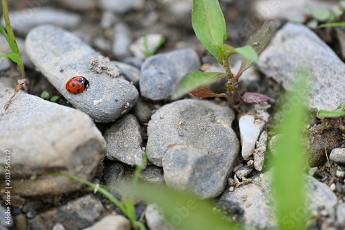 Fényképezés Closeup shot of a little ladybug crawling on grey stones.