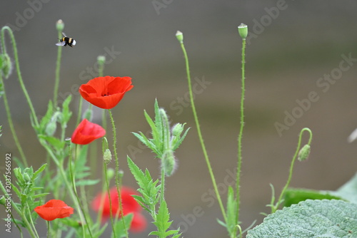 Macro shot of red poppy flowers with a bumblebee in flight.