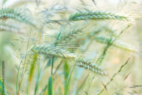 Closeup of cereal grain. Plant background.