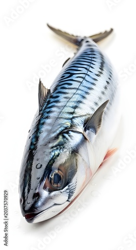 Fresh whole raw mackerel fish isolated on white background