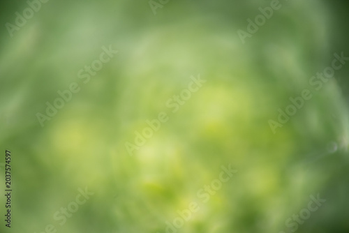 Bild auf Leinwand blatt baum makro nah pflanze