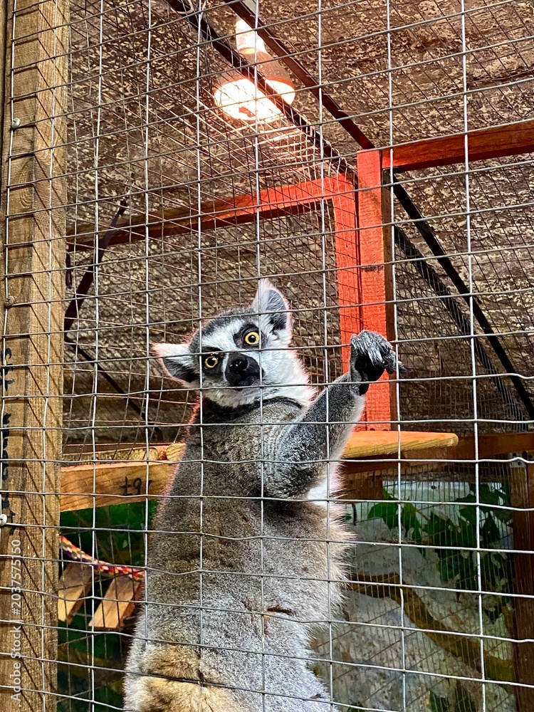 Naklejka premium A lemur in a contact zoo.
