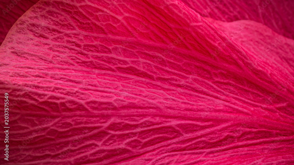 Obraz premium Close-up view of a vibrant pink flower petal showing detailed texture and patterns in natural light during daytime