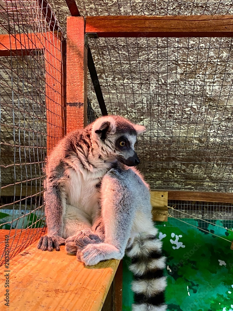 Naklejka premium A lemur in a contact zoo.
