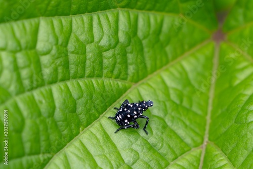 Fotografie A spotted lanternfly nymph with striking white spots crawls across a bright green leaf, its bold pattern standing out against the lush natural background