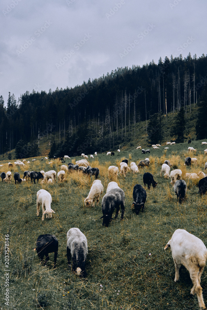 Fototapeta premium Flock of Sheep Grazing in Mountain Meadow in Zakopane, Poland
