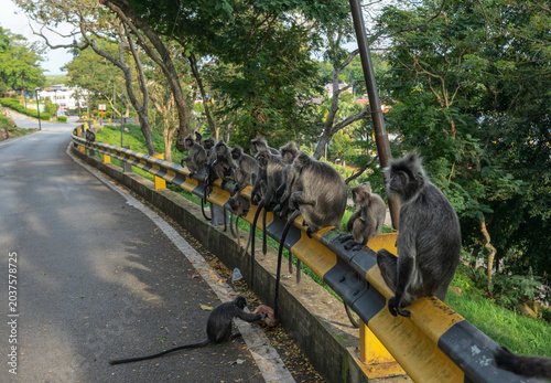 Fotografie Group of Selangor Silvered Langur Monkeys Sitting on Road Guardrail in Malaysia