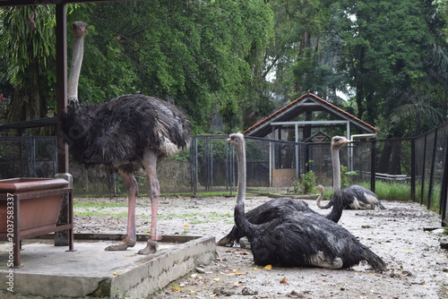 Photography Common ostriches striding and resting on muddy ground in outdoor enclosure at KL Bird Park, large flightless birds profile view close up in Kuala Lumpur, Malaysia