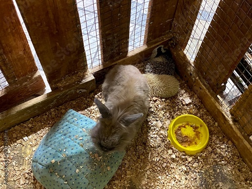 Canvas Print A rabbit in an aviary at the contact zoo.