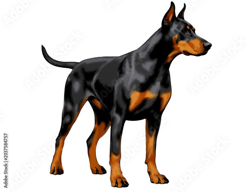 Bild auf Leinwand The Doberman is standing