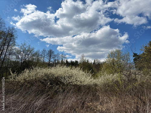 Foto Spring countryside landscape with blooming white bushes, dry grass, forest trees, and dramatic fluffy clouds in a bright blue sky