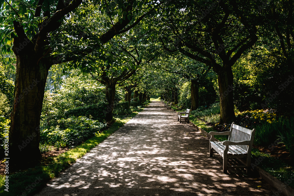 Fototapeta premium Chemin ombragé avec banc en bois dans un parc en été