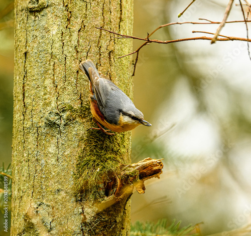 Fényképezés Eurasian or wood nuthatch (Sitta europaea) bird
