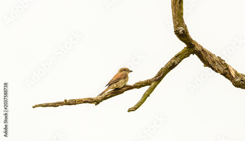 Φωτογραφία red-backed shrike (Lanius collurio) on branch