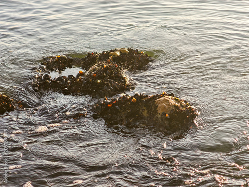 Wild Mussels Clustered on Coastal Rocks, Tidal Seashore Marine Life, Shellfish Habitat