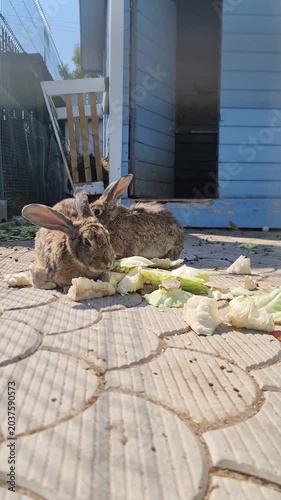 Rabbits eating at a outdoor farm