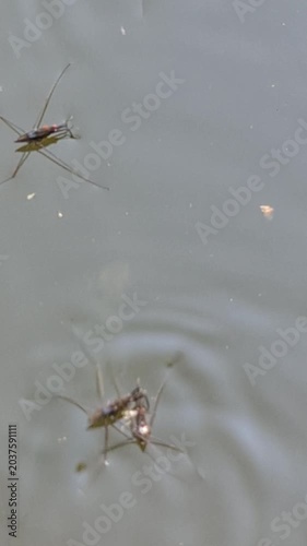 Water insects swimming in a lake surface