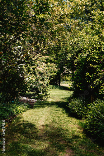 Chemin herbeux dans la campagne en été