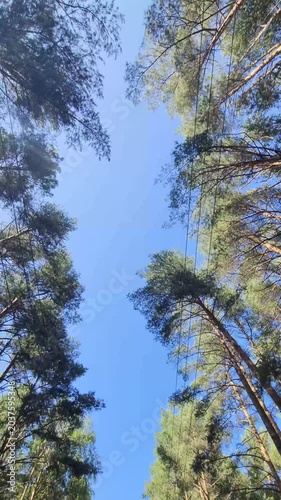 First person point of view Walking along a pine tree forest