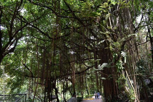 Φωτογραφία KL Bird Park, famous ecotourism landmark and tropical rainforest sanctuary in Ku