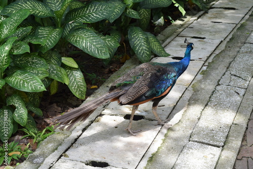 Photography Indian peafowl pavo cristatus walking on stone path by lush green dieffenbachia