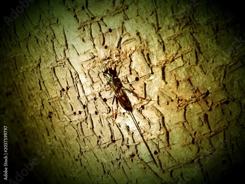 Foto A slender insect stands on rough, deeply textured bark, revealing every detail of its elongated body