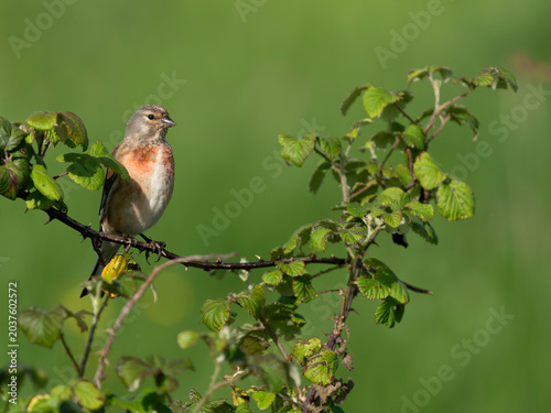 Bild auf Leinwand Linnet, Linaria cannabina