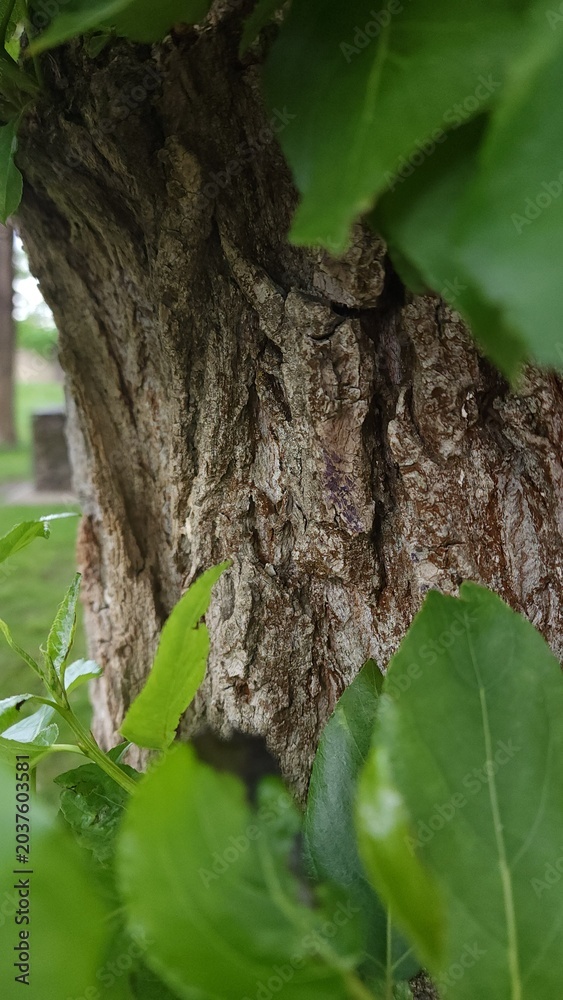 Fototapeta premium Close-up view of tree bark with green leaves surrounding it in a park during daytime