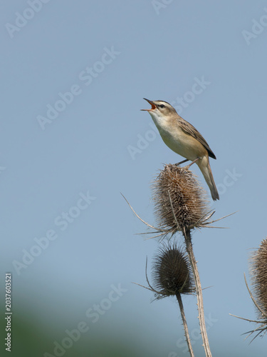 Sedge warbler, Acrocephalus schoenobaenus