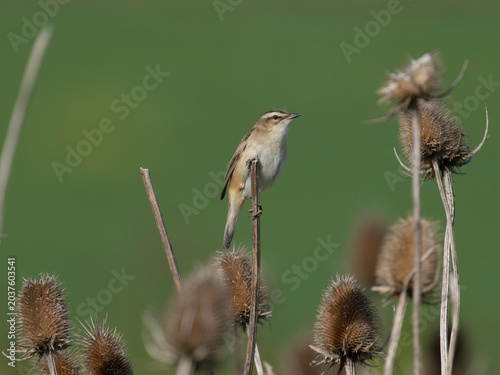 Sedge warbler, Acrocephalus schoenobaenus