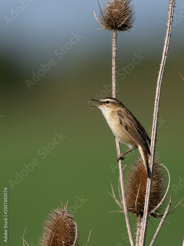 Sedge warbler, Acrocephalus schoenobaenus