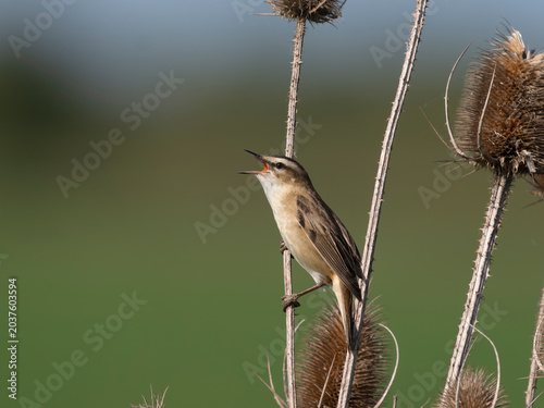Sedge warbler, Acrocephalus schoenobaenus