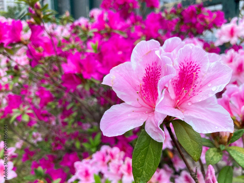 Fotografie Close up of Pink Azalea Blooming, with bush of azalea in the background