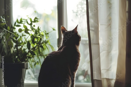 realistic cat sitting by window watching outside, soft daylight, peaceful indoor scene, minimal composition, high detail, lifestyle stock image