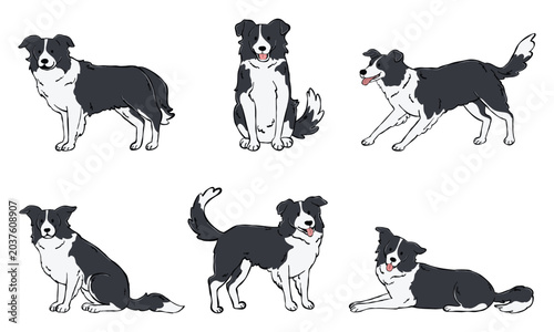 Set of cute Border Collie dog illustrations hand-drawn style