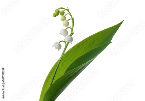Lily of the valley flowers with green leaves