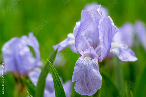 Photos Elegant beardless iris in bloom with translucent petals in natural garden light