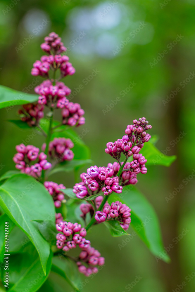 Obraz premium Fresh lilac clusters showing vibrant multishade buds among bright green leaves
