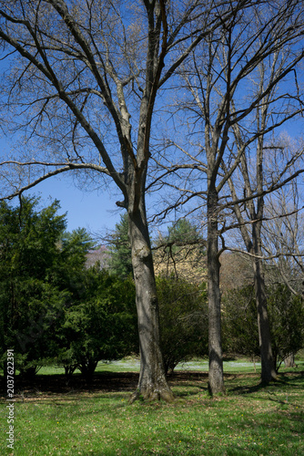 Trees with bare branches in the park
