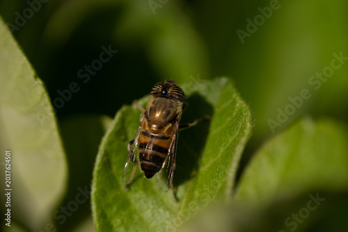 Photos Detailed macro photograph of a hoverfly resting on a vibrant green leaf