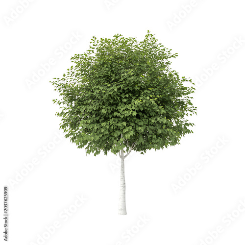 Tall Green Tree with Dense Foliage