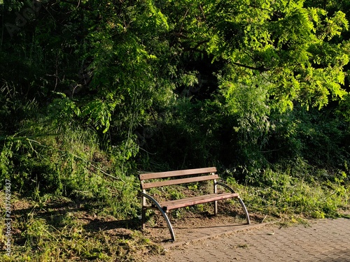 Lonely Park Bench Framed by Sunlit Spring Branches..